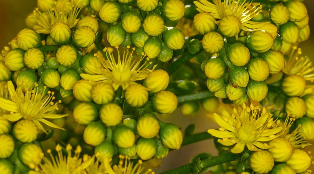 Flores de Aeonium