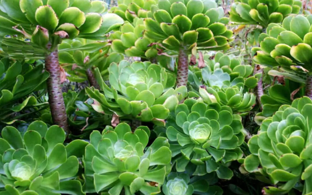 Aeonium undulatum