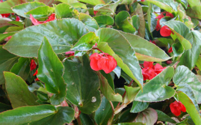 Begonia Dragon Wing