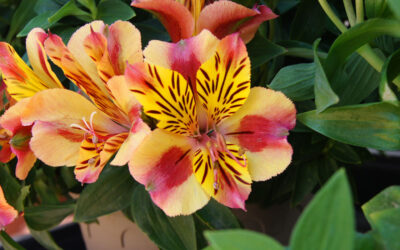 Alstroemeria x hibrida