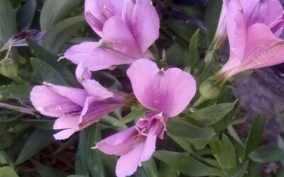 Plantas de flor de verano