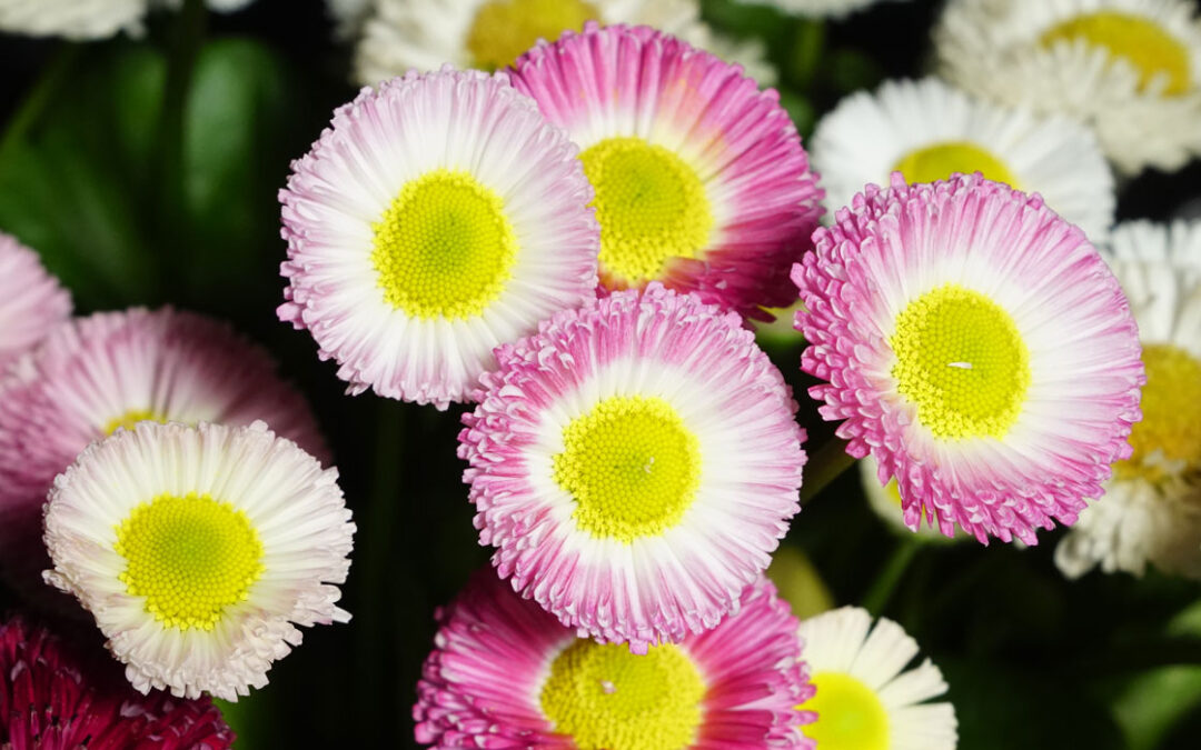 Bellis perennis en Tot en Ú