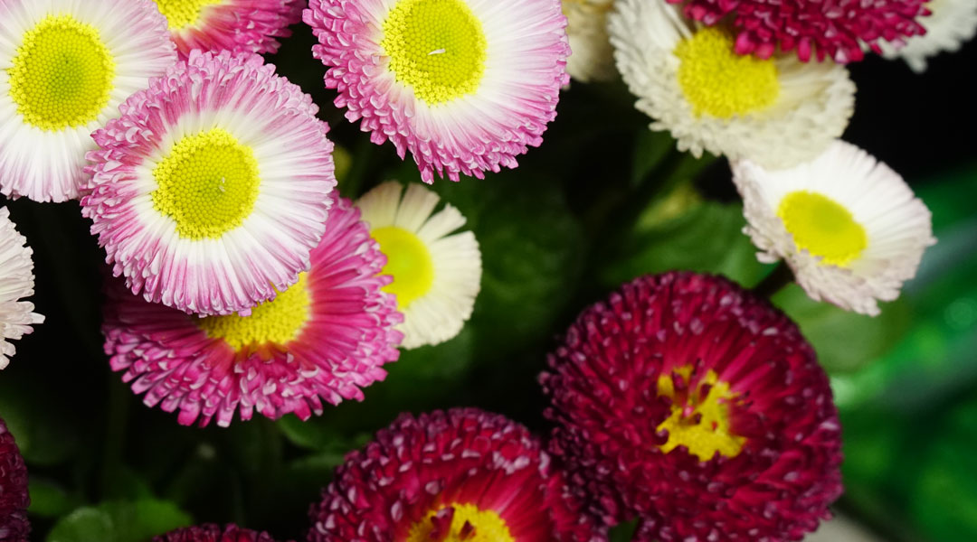 Bellis perennis en Tot en Ú