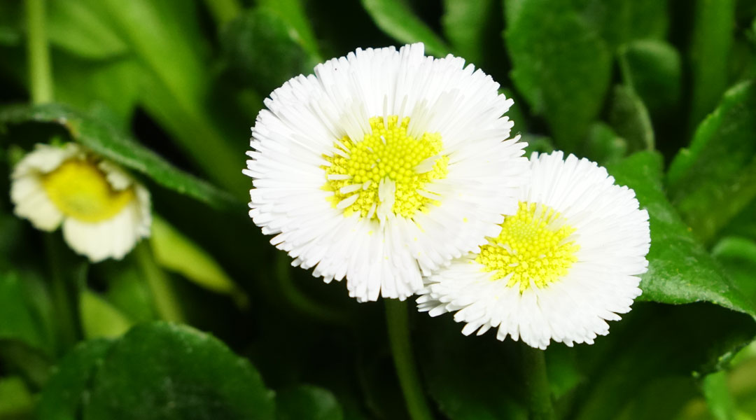 Bellis perennis en Tot en Ú