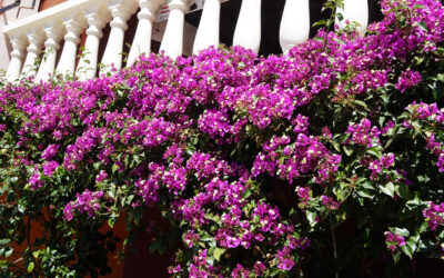 Bougainvilleas para terrazas y jardines