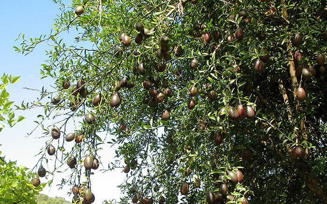 Microcitrus australasica, árbol con frutos