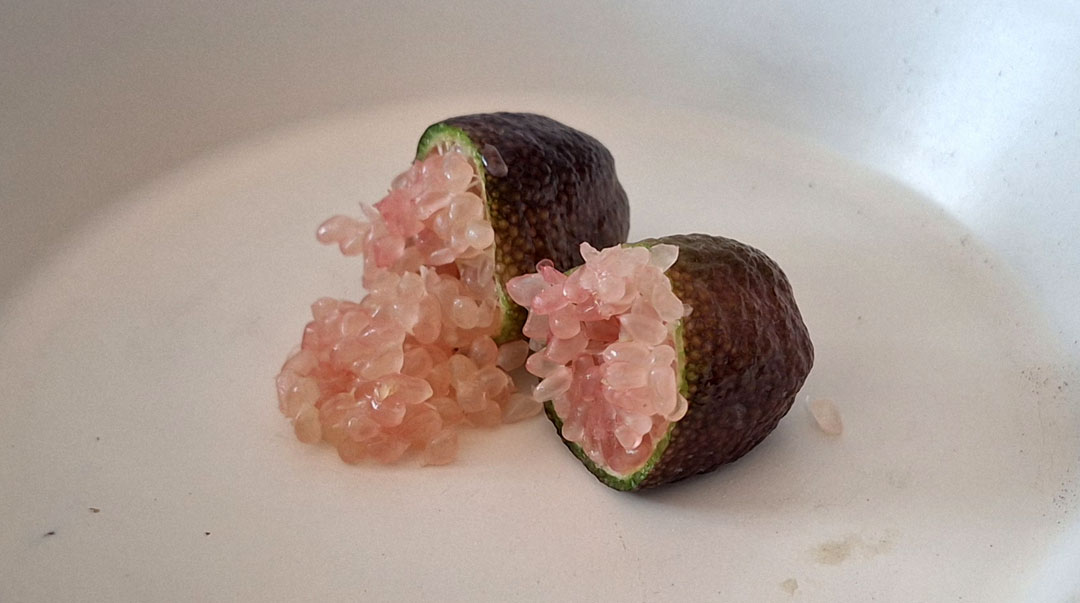 Fruto del caviar cítrico, TotenU