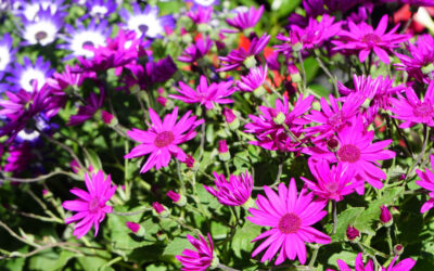 Plantas de flor para la primavera