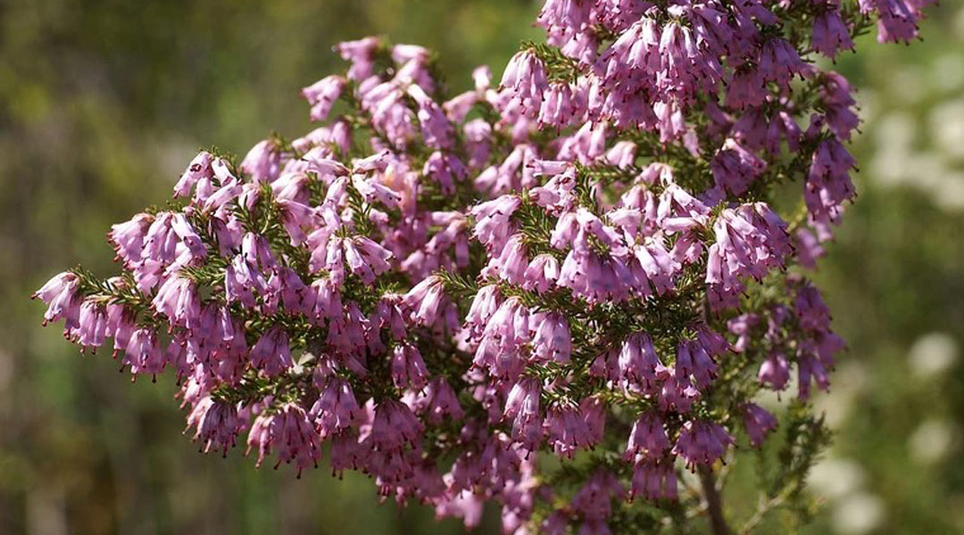 Erica australis en floración