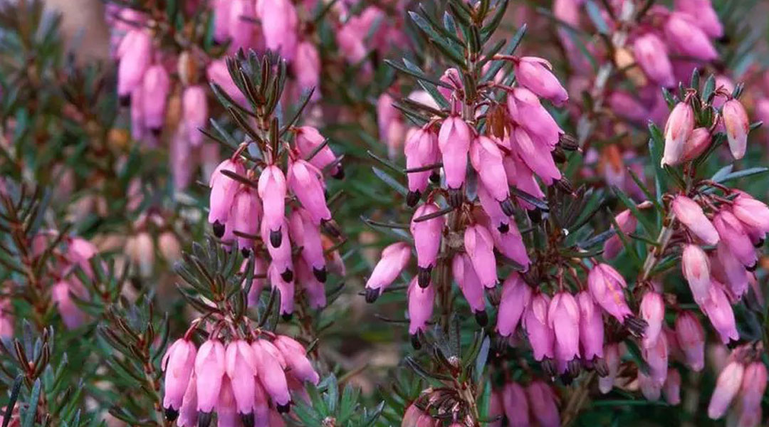 Erica carnea en floración