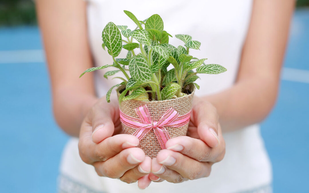 Fitonia, planta regalo para San Valentín.