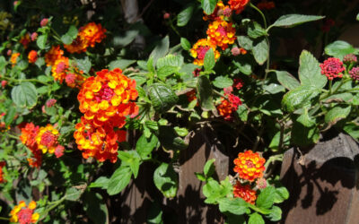 Plantas para el verano a pleno sol, la Lantana camara