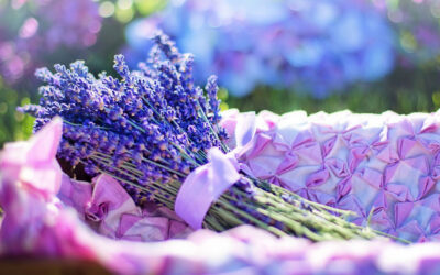 Lavandula angustifolia