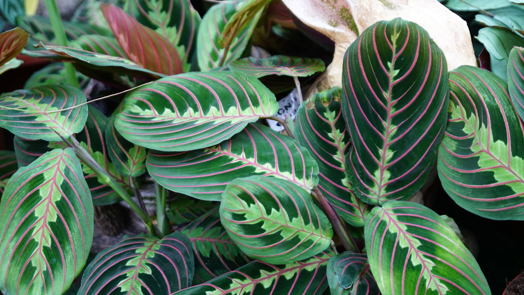 Plantas de Maranta leuconeura 'Erythroneura' en TotEnU