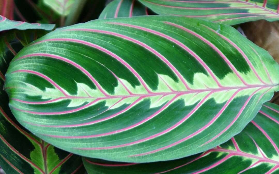 Hoja de Maranta leuconeura 'Erythroneura' en TotEnU