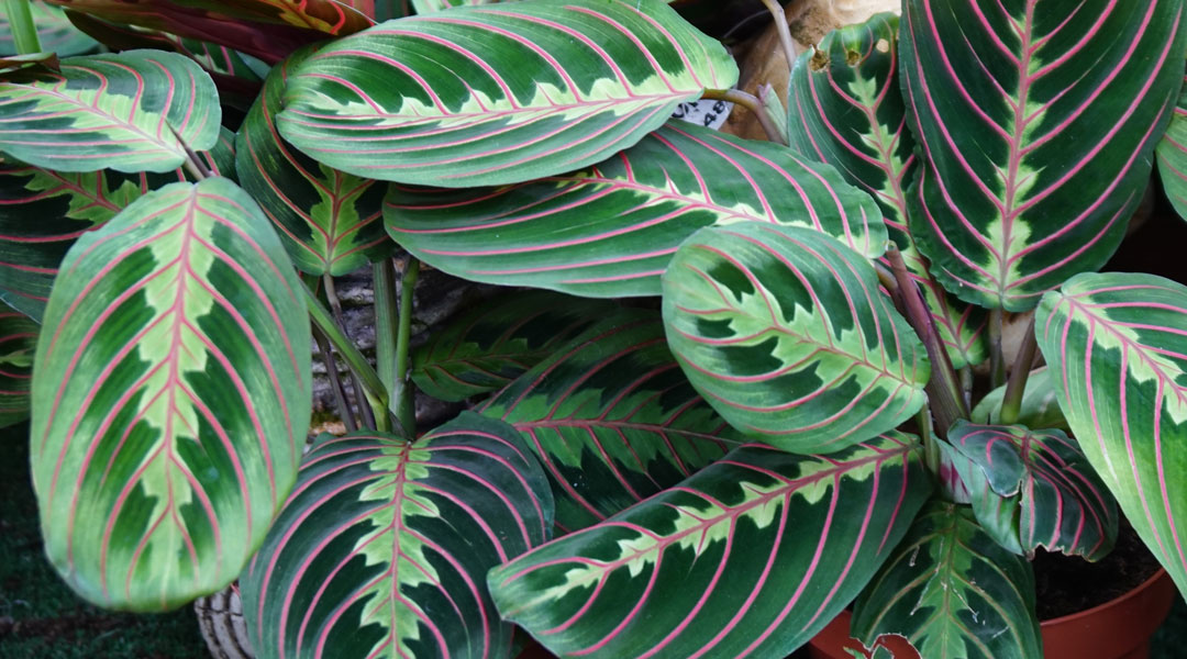 Maranta leuconeura 'Erythroneura' en TotEnU