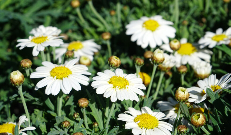 Plantas de flor para la primavera Jardinería TOT en U en Valencia