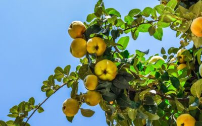 Árboles frutales de producción rápida