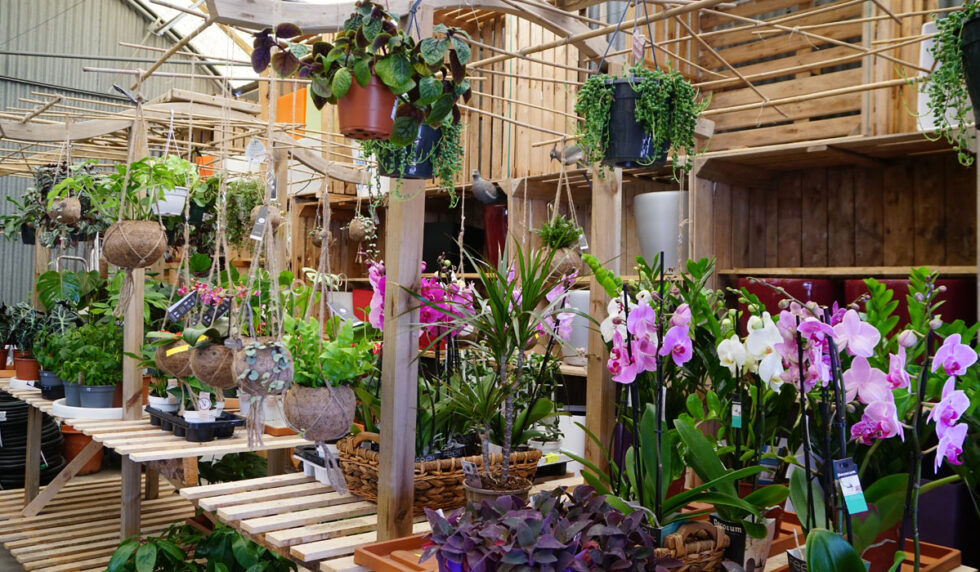 Plantas De Interior Que Purifican El Aire Jardiner A Tot En U En Valencia