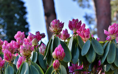 Rododendro, planta en maceta y jardín