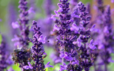 Salvia officinalis