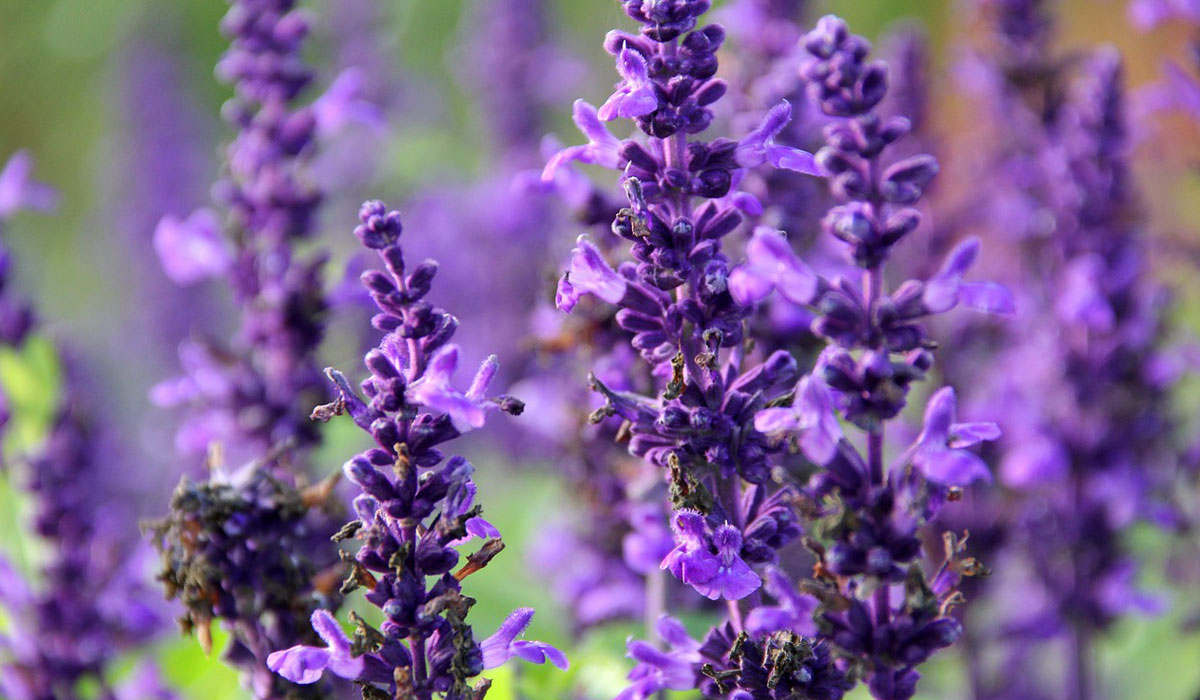 Salvia Officinalis Jardinería Tot En U En Valencia