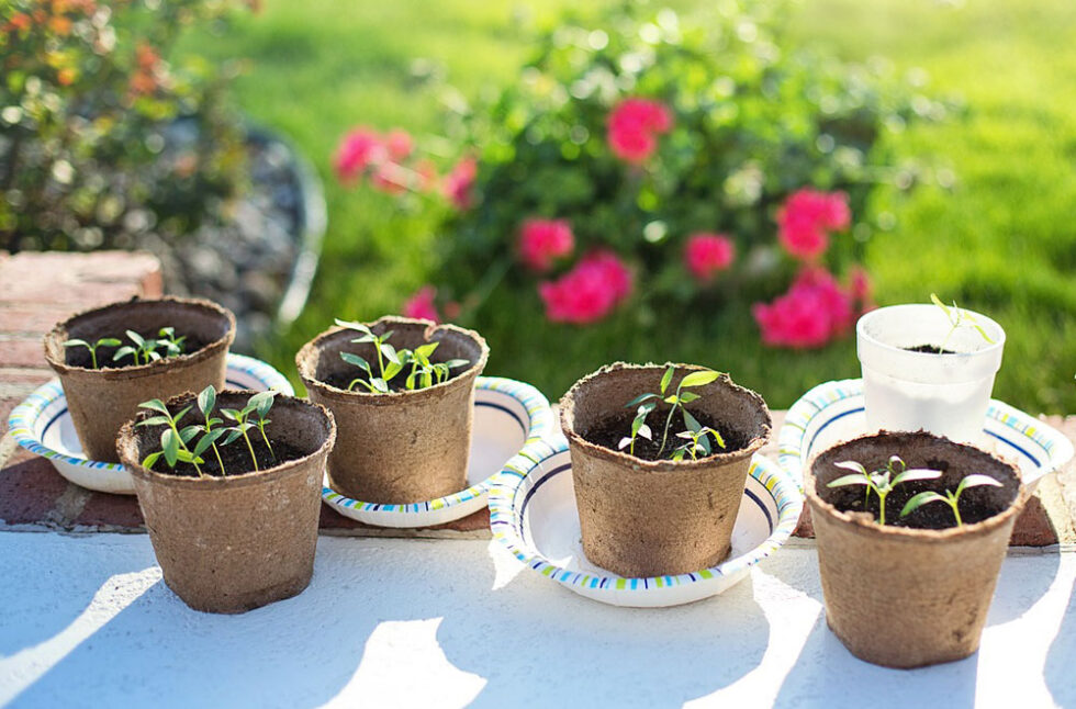 Cómo hacer semilleros caseros Jardinería TOT en U en Valencia