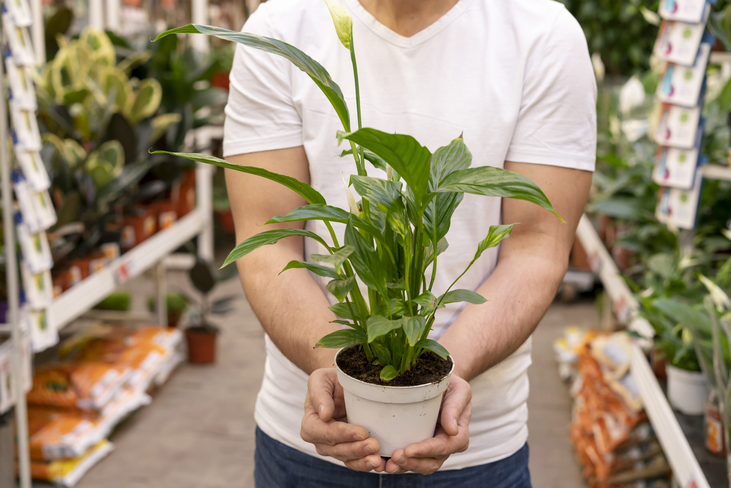 Spatiphyllum, planta para el Día de los Enamorados